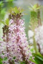 Pineapple flower, Eucomis pole-evansii, pinkish white flowers